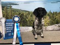 Dimka Fenske fan de Moaie Hôvingen "Nana" VET EXC CQ BB2 BOS-VET "FINNISH VETERAN WINNER 2018"